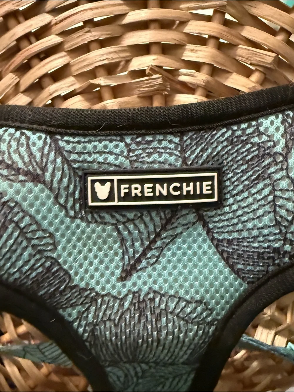 Frenchie light teal